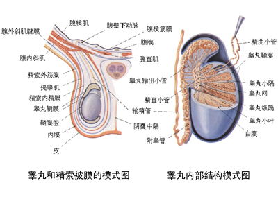 洛阳男科医院